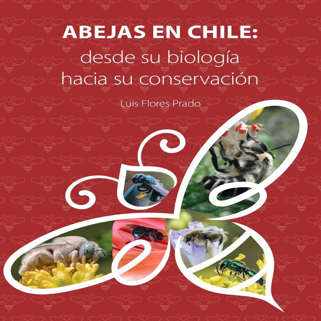 Taller “Qué sabemos de las abejas nativas”