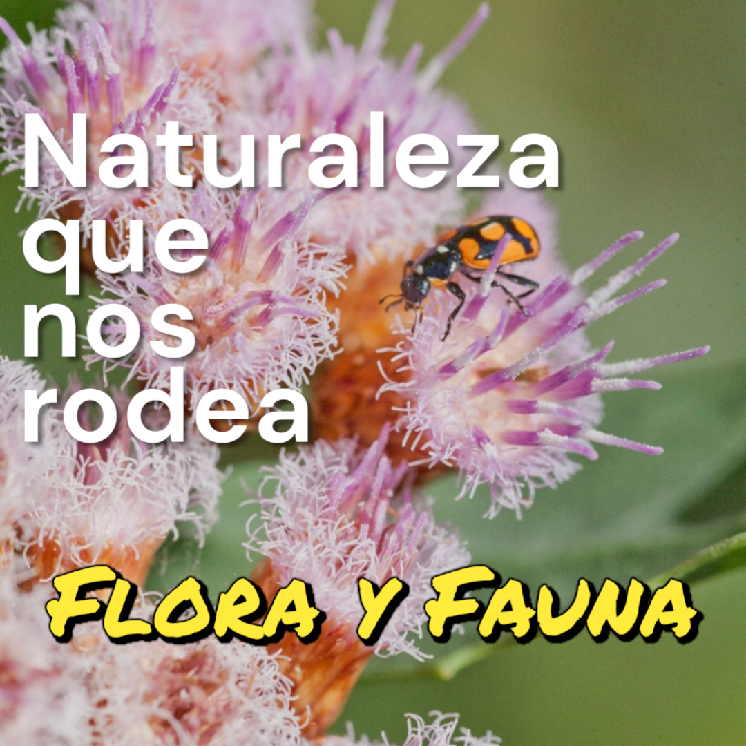 Naturaleza que nos rodea: Flora y Fauna